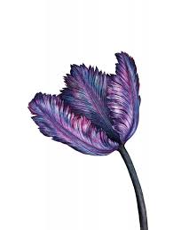 Purple valentines day greeting card. Purple Flower Drawings Paintings And Photographs For Creative Inspiration Icreatedaily