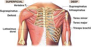 The hip itself is a ball and socket joint, much like the shoulder. 3 Uniquely Powerful Exercises To Address The Root Cause Of Your Shoulder Pain Laguna Orthopedic Rehabilitation