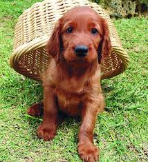 29 Dog Breeds That Will Fit In Your Apartment Puppy Youtube Cute Irish Setter Puppy Setter Puppies Irish Setter Dogs