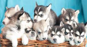 Pitbull puppies for sale pitbull puppies for sale near me blue nose pitbull puppies for sale purebred pitbull puppies for sale. Siberian Husky Puppies For Sale Near You