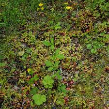 Image result for Eriosema pentaphyllum