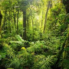 Hutan Hujan Tropis Sumatera Warisan Dunia Terancam Bahaya Regional Liputan6 Com