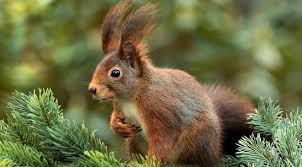 Squirrel totem people tend to be a little erratic at times, often trying to do many things at once. Squirrel Spirit Animal Symbolism And Meaning