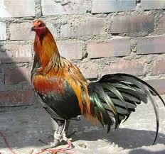 Ayam dari salah satu daratan amerika latin ini merupakan ayam yang selalu digunakan dalam pertandingan di arena sabung ayam peru selain ayam bangkok yang berasal dari. Ciri Ayam Peruvian 2 Kumpulan Berita Sabung Ayam Online Terbaru