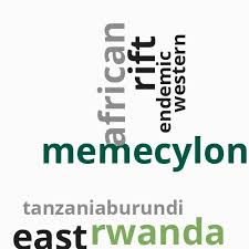 Image result for Memecylon myrianthum