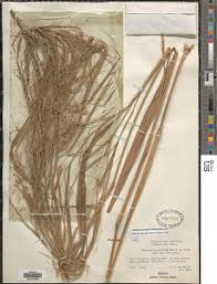 Image result for Cenchrus unisetus