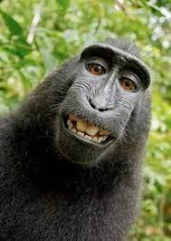 See more ideas about smiling animals, animals, funny animals. 32 Animals Smiling Ideas Animals Animal Pictures Cute Animals