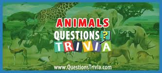 A group of elephants is usually called a herd. Animal Trivia Questions And Quizzes Questionstrivia