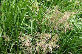 Image result for Glyceria