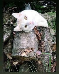 Whenichillingoutside Catclub Catsoninstragram Kitty Catsclub Cats Of World Instacats Meow Instacatsgram Catsoﬁnstagram Pamuk Kedim Beyazkedi Kedi