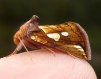 Image result for Plusia putnami