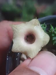 Image result for Huernia levyi