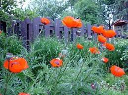 Oriental Poppy Plants Learn How To Care For Oriental Poppies Growing Poppies Planting Poppies Poppy Flower Garden