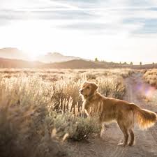 The information on this web page should answer many of your questions about our adoption. How To Keep Dogs Safe In The Desert
