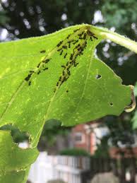 Aphids are highly destructive plant pests. What Are These Ants Doing To My Sunflower Whatever They Re Cultivating Is Killing The Leaves Gardening
