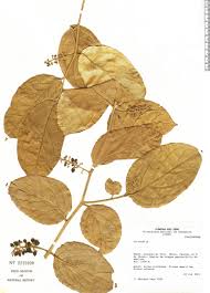 Image result for Icacinaceae