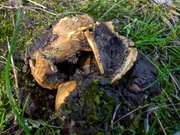 Image result for Scleroderma cepa