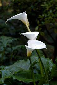 Zantedeschia Aethiopica Wikipedia