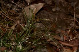 Image result for Actiniopteris dimorpha