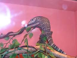 We did not find results for: Zootierlistehomepage