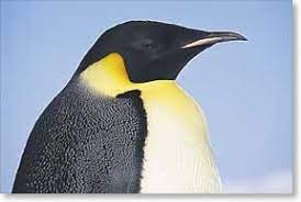 They survive—breeding, raising young, and eating—by relying on a number of clever adaptations. Emperor Penguins I Aptenodyptes Forsteri I