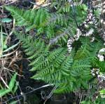 Image result for Aleuritopteris welwitschii