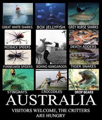 Australia Is Waiting For Your Arrival Australia Funny Funny Aussie Meanwhile In Australia