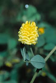 Image result for Trifolium campestre