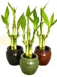 Dracaena Archives Indoor Plant Tips Com Indoor Plants Plants Lucky Bamboo