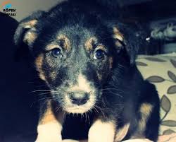 Henuz 1 Aylik Olan Disi Rottweiler Cinsi Kopek Tamamen Ucretsiz Olarak Sadece Istanbul Icine Sahiplendirilecektir Http Www Kopekd Rottweiler Kopek Istanbul