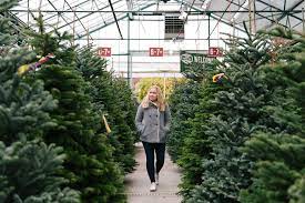 Christmas Tree Shopping Swansons Christmas Tree Comparison Guide Seattle S Favorite Garden Store Since 1924 Swansons Nursery