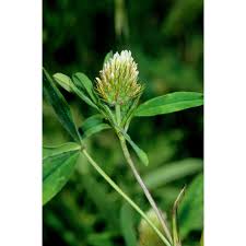 Image result for Trifolium squarrosum