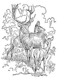 Malvorlage Hirsch Und Reh Ausmalbild 17395 Images