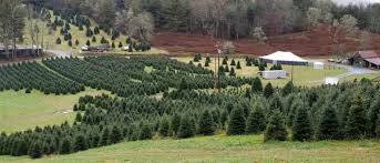 Check spelling or type a new query. Tom Sawyer S Christmas Tree Farm And Elf Village Asheville Com