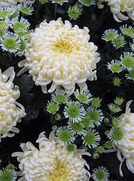 Pin On Chrysanthemums