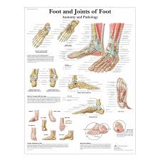 Foot And Ankle Anatomy Chart Paper Medicalsupplies Co Uk The ankle is the joint that is located between the leg and the foot. foot and ankle anatomy chart paper