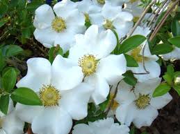 Image result for Rosa laevigata