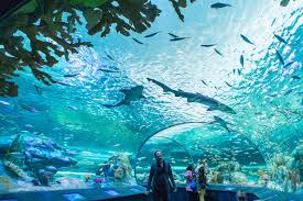 Opening Of Ripley S Aquarium In Toronto Ripley Aquarium Toronto Winter Toronto Aquarium