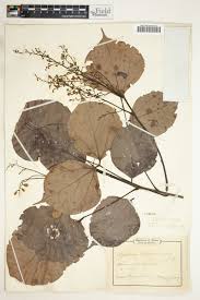 Image result for Agelaea pentagyna