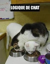 La Logique Du Chat Est Toujours La Chasse Croisee Le Principal Est D 39 Attraper Fenne C Komik Hayvan Fotograflari Kedi Esprileri Hayvan Viralleri