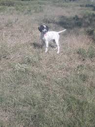 Review how much english setter puppies for sale sell for below. English Setter Puppies For Sale