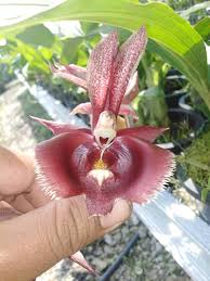 F5, taman orkid, lorong orkid,. Fairuz Orkid Enterprise Halaman Utama Facebook