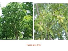 Pecan trees should be planted as soon as they are received. Pecan Nut Introduction Pecan Is A Valuable Horticultural