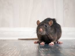 7 Warning Signs That You Have A Rodent Problem In Your Attic Rodent Problem Rodents Rodent Control