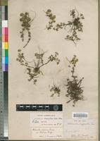 Image result for Alchemilla johnstonii