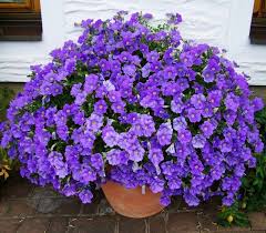 посадка цветов на рассаду в марте по лунному календарю Petuniya Opisanie 20 Luchshih Sortov S Izobrazheniyami Petunii Sadovyj Kontejner Rasteniya