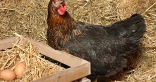 Poule Noire Cuivree Poule Pondeuse Pondeuse Poule