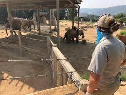 Animal adoption san diego zoo. San Diego Zoo Global Shifts Conservation Focus Kpbs