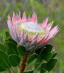 Fleur is a girl's name of french origin meaning flower. Pin On Nat P F Flowers Proteas Proteaceae Family P F Plants Flowers See Also The Other P F Boards