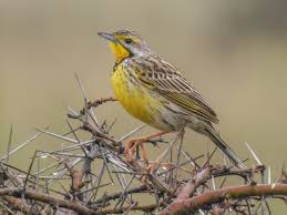 Image result for Ochna macrocalyx